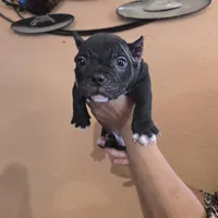 007 James Bond, a male American Bully for sale in Trinidad, CO – Photo 2 of 4