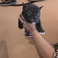 007 James Bond, a male American Bully for sale in Trinidad, CO – Photo 1 of 4
