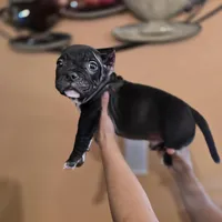 007 James Bond, a male American Bully for sale in Trinidad, CO – Photo 4 of 4