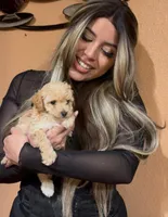 Krispy Kreme, a male Poodle - Toy  for sale in Trinidad, CO – 1 of 2