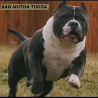 Bad Mutha Tugga , a male American Bully for sale in Trinidad, CO – Photo 2 of 9
