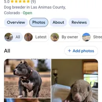 Bad Mutha Tugga , a male American Bully for sale in Trinidad, CO – Photo 8 of 9