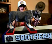 Bad Mutha Tugga , a male American Bully for sale in Trinidad, CO – Photo 6 of 9