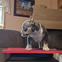 Bad Mutha Tugga , a male American Bully for sale in Trinidad, CO – Photo 9 of 9