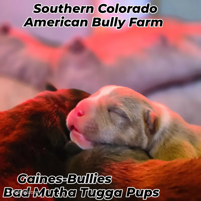 Bad Mutha Tugga  – American Bully puppy for sale in Trinidad, CO
