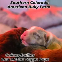 Bad Mutha Tugga , a male American Bully for sale in Trinidad, CO – Photo 1 of 9