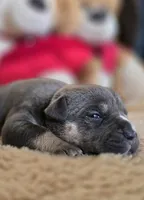 Bad Mutha Tugga , a male American Bully for sale in Trinidad, CO – Photo 5 of 6