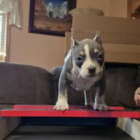 Bad Mutha Tugga , a male American Bully for sale in Trinidad, CO – Photo 5 of 9