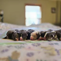 Bad Mutha Tugga , a male American Bully for sale in Trinidad, CO – Photo 6 of 6