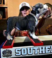 Bad Mutha Tugga , a male American Bully for sale in Trinidad, CO – Photo 7 of 9