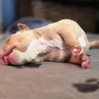 Maui, a male American Bully for sale in Trinidad, CO – Photo 5 of 9