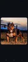 Maui, a male American Bully for sale in Trinidad, CO – Photo 6 of 9