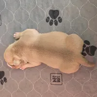 Maui, a male American Bully for sale in Trinidad, CO – Photo 9 of 9