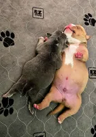 Maui, a male American Bully for sale in Trinidad, CO – Photo 8 of 9