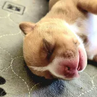 Maui, a male American Bully for sale in Trinidad, CO – Photo 1 of 9