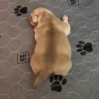 Maui, a male American Bully for sale in Trinidad, CO – Photo 3 of 9