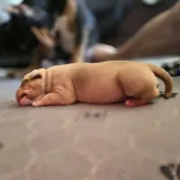 Maui, a male American Bully for sale in Trinidad, CO – Photo 7 of 9