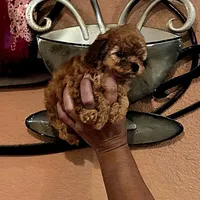 Daisy, a female Poodle - Toy  for sale in Trinidad, CO – Photo 2 of 3