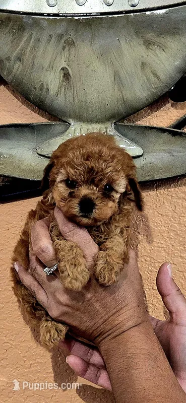 Daisy, a female Poodle - Toy  for sale in Trinidad, CO – Photo 1 of 3