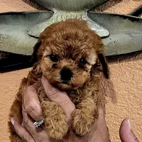Daisy, a female Poodle - Toy  for sale in Trinidad, CO – Photo 1 of 3