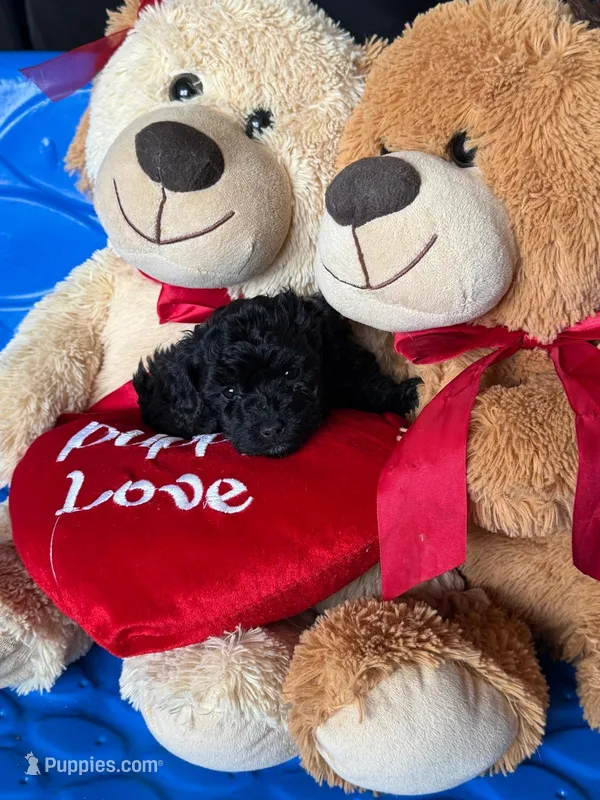 Wesley Snipes – Poodle - Toy  puppy for sale in Trinidad, CO