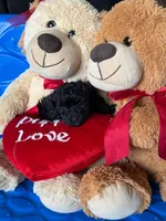 Wesley Snipes, a male Poodle - Toy  for sale in Trinidad, CO – 1 of 1