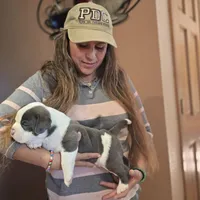 Enoch, a male American Bully for sale in Trinidad, CO – Photo 9 of 9