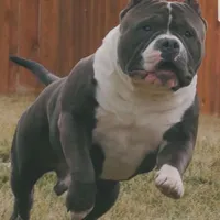 Enoch, a male American Bully for sale in Trinidad, CO – Photo 5 of 9