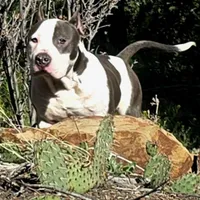 Enoch, a male American Bully for sale in Trinidad, CO – Photo 4 of 9