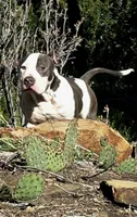 Enoch, a male American Bully for sale in Trinidad, CO – Photo 4 of 9
