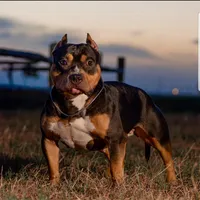 Enoch, a male American Bully for sale in Trinidad, CO – Photo 2 of 9