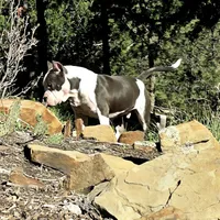 Enoch, a male American Bully for sale in Trinidad, CO – Photo 8 of 9