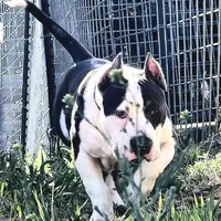 Enoch, a male American Bully for sale in Trinidad, CO – Photo 3 of 9
