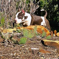 Enoch, a male American Bully for sale in Trinidad, CO – Photo 7 of 9