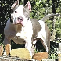 Enoch, a male American Bully for sale in Trinidad, CO – Photo 1 of 9