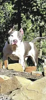 Enoch, a male American Bully for sale in Trinidad, CO – Photo 1 of 9
