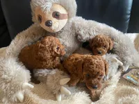 Dixie puppies, a female Poodle - Toy  for sale in Trinidad, CO – Photo 5 of 6
