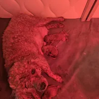 Dixie puppies, a female Poodle - Toy  for sale in Trinidad, CO – Photo 2 of 6