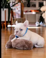 Forest, a male French Bulldog for sale in Atlanta, GA – 3 of 3