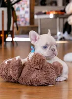 Forest, a male French Bulldog for sale in Atlanta, GA – 2 of 3