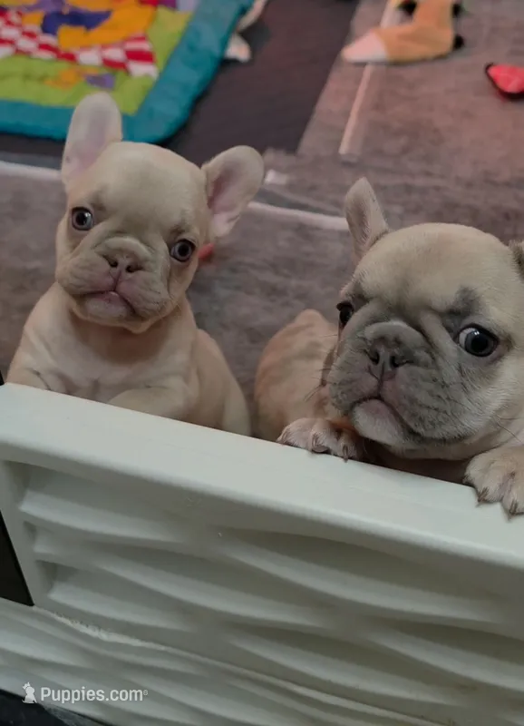Bandit – French Bulldog puppy for sale in Atlanta, GA