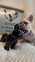 Shane, a male French Bulldog for sale in Atlanta, GA – 5 of 5