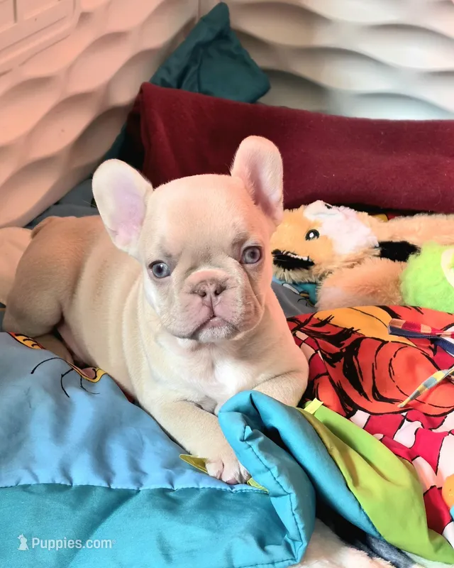 Forest – French Bulldog puppy for sale in Atlanta, GA