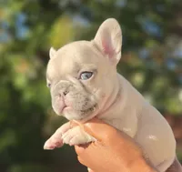 Shane, a male French Bulldog for sale in Atlanta, GA – 3 of 5