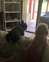 Nino, a male French Bulldog for sale in Atlanta, GA – Photo 3 of 3