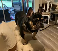 Nino, a male French Bulldog for sale in Atlanta, GA – Photo 2 of 3