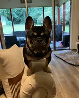 Nino, a male French Bulldog for sale in Atlanta, GA – Photo 1 of 3