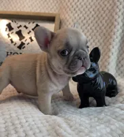 Shane, a male French Bulldog for sale in Atlanta, GA – 4 of 5