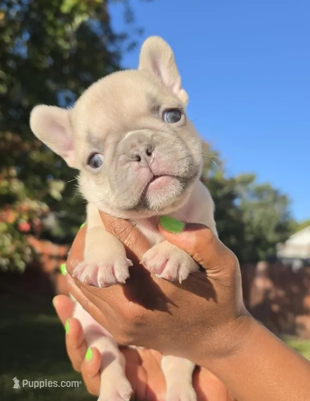 Shane – French Bulldog puppy for sale in Atlanta, GA