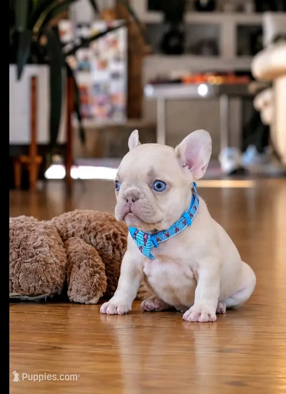 Forest – French Bulldog puppy for sale in Atlanta, GA